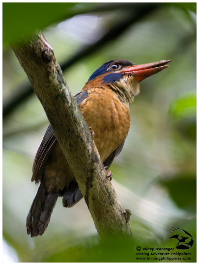 http://birdingphilippines.com/album/images/Blue-capped-WKF-IMG_2626.jpg