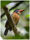 Blue-capped Wood-Kingfisher / © Nicky Icarangal. Birding Adventure Philippines