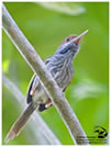 Grey-backed Tailorbird / © Nicky Icarangal. Birding Adventure Philippines