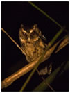 Palawan Scops-Owl / © Nicky Icarangal. Birding Adventure Philippines
