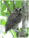 Philippine Scops-Owl / © Nicky Icarangal. Birding Adventure Philippines