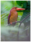 Ruddy Kingfisher / © Nicky Icarangal. Birding Adventure Philippines