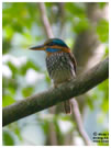 Spotted Wood-Kingfisher / © Nicky Icarangal. Birding Adventure Philippines