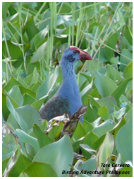 This Purple Swamphen was photgraphed in Agusan Marsh. Photo by Tere Cervero/Birding Adventure Philippines