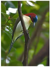 Lovely Sunbird / © Nicky Icarangal. Birding Adventure Philippines