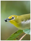 Mountain Whiteeye / © Nicky Icarangal. Birding Adventure Philippines