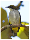 Olive-capped Flowerpecker / © Nicky Icarangal. Birding Adventure Philippines