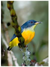 Orange-bellied Flowerpecker / © Nicky Icarangal. Birding Adventure Philippines