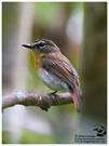 Palawan Blue Flycatcher / © Nicky Icarangal. Birding Adventure Philippines