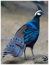 Palawan Peacock Pheasant / © Nicky Icarangal. Birding Adventure Philippines