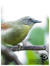 Striped-Tit Babbler / © Nicky Icarangal. Birding Adventure Philippines