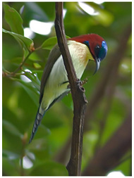 Lovely Sunbird / © Nicky Icarangal. Birding Adventure Philippines