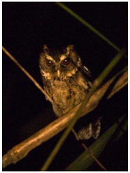 This Palawan Scops-Owl is one of the tougher owls in a Philippine birding tour. / © Nicky Icarangal. Birding Adventure Philippines