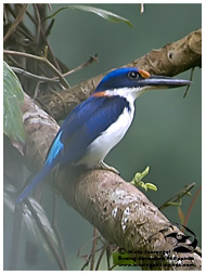 One of the few eye-level photographs of the Rufous-lored Kingfisher. Taken in Mindanao / © Nicky Icarangal. Birding Adventure Philippines