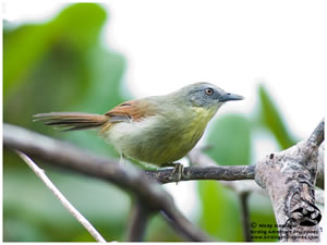 Striped-Tit Babbler /  © Nicky Icarangal. Birding Adventure Philippines